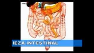 Colon  Cuidado digestivo con Herbalife [upl. by Ynahpit]