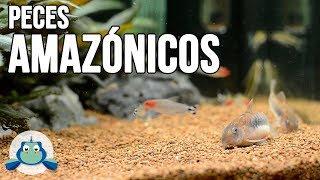 CORYDORAS AENEUS [upl. by Nylatsyrc]