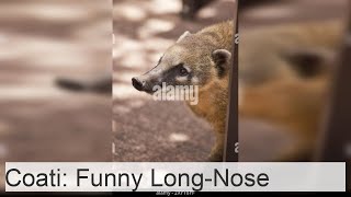 Coati is a longnosed funnylooking animal [upl. by Nuahsar]