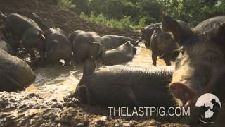 Happy Pigs in Mud Wallow [upl. by Danyluk]