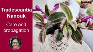 Tradescantia Nanouk Care and propagation [upl. by Ilahtan969]