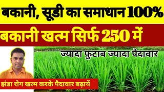 धान को सूडी और बकानी से 100 बचाएगा ये तरीका । dhan ke kalle sukhne se kaise bachayen । paddy crop [upl. by Enirol584]