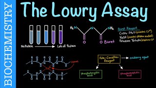 Protein Quantitation via the Lowry Assay  Biochemistry [upl. by Adnahs]