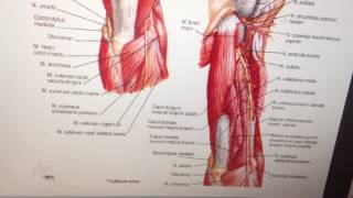 Лучевой нерв n radialis [upl. by Austen]