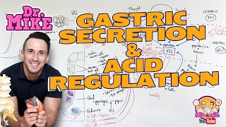 Gastric Secretion and Acid Regulation [upl. by Ardnazil]