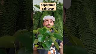 peperomia raindrop veja como cuidar [upl. by Lyons]