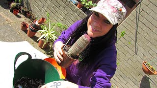 Echinocereus rigidissimus The Rainbow Cactus  Care Tips amp Repotting [upl. by Eenobe690]