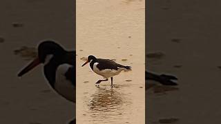 Oystercatcher [upl. by Emory]