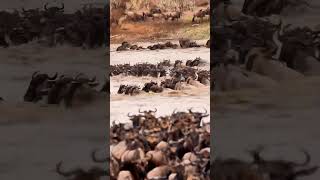 Serengeti wildebeest migration [upl. by Ebehp]