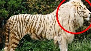 Top 10 Hybrid Animals That Actually Exist [upl. by Elaynad]