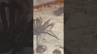 SIX EYED SAND SPIDER DIGGING Sicarius thomisoides [upl. by Meredi]