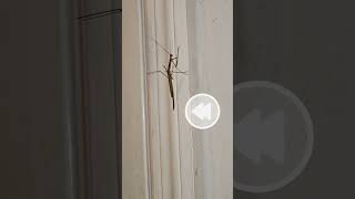 Praying Mantis blocks flash like a pro NatureLovers ExploreNature WildlifeVideos Wildlife [upl. by Faruq]