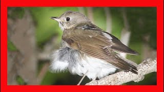 Graycheeked Thrush Song Graycheeked Thrush Call Graycheeked Thrush Sound Singing [upl. by Ardys]