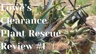 Lowe’s Clearance Plant Rescues  Succulent Arrangement [upl. by Kampmeier]