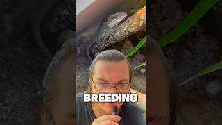 Breeding My Anolis Leachii anole reptiles lizard [upl. by Lotti294]