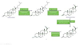 Digoxin and Digitoxin Biosynthesis and General Introduction [upl. by Bak]