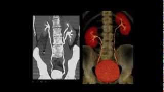 Anatomy revision part 1 by Dr Amr Saadawy [upl. by Combs608]