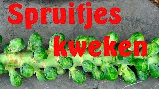 Spruitjes kweken [upl. by Grochow]