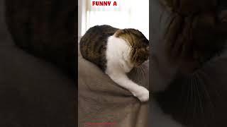 😂 Best Cats and Dogs Videos 😻 Funny Videos Every Days  6 Funny animal videos shorts catshorts [upl. by Hserus]