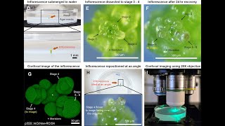 Dissecting Arabidopsis Flowers in Water Needle Technique for Precise Floral Removal [upl. by Urson]