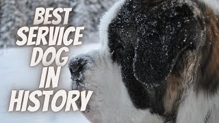 The Saint Bernard Best Service Dog In History [upl. by Juliet]