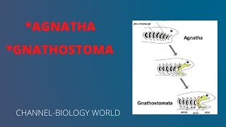 Agnatha and Gnathostomata  Agnathostomata and Gnathostomata  Agnatha  Gnathostomata [upl. by Trini]