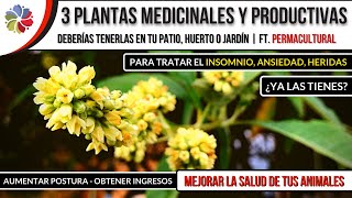 🌱 3 PLANTAS MÁGICAS ⭐ INSOMNIO HERIDAS MASCOTAS y ANIMALES de GRANJA  Ft Permacultural [upl. by Neraa]