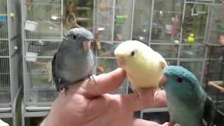 Lineolated Parakeets Talking [upl. by Yeltneb62]