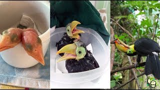 Baby Toucans day 1 to 100 days old [upl. by Papke669]