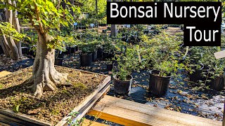 Fall Japanese maple Bonsai Nursery [upl. by Eatnwahs704]