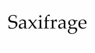 How to Pronounce Saxifrage [upl. by Anawait]