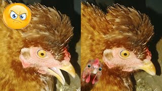 Broody Hen Sound 🐔 Angry Hen Voice  Murgi Ki Awaaz [upl. by Oramlub125]