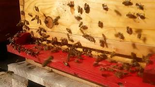 Carnica bees colony  Apis Donau [upl. by Colette863]