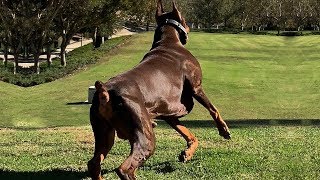 BEST OF DOBERMAN  THE SUPER INTELLIGENT DOG [upl. by Fitting]