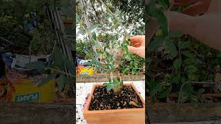 Rinvaso Talea di Olivo PT3  Prebonsai [upl. by Cibis]