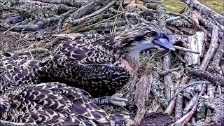 04 July am  Newlyringed 6M7 tries to eat fish tail fails  ©️BywydGwylltGlaslynWildlife [upl. by Avilo44]