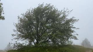 Whitebeam on Leckhampton hill  tree  August 2024 [upl. by Aniled]