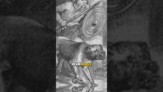 Cane corsos were ancient war dogs dog corso canecorsolovers [upl. by Reitrac]