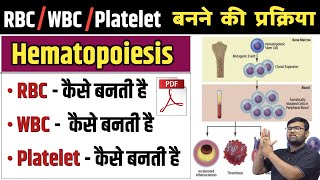 Haematopoiesis  हिमॅटोपोयेसिस  RBC  WBC  Platelet  Erythropoiesis  Leucopoiesis  Blood  Cell [upl. by Wendie]