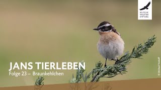 Jans Tierleben Folge 23 – Braunkehlchen [upl. by Yasnyl]