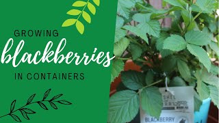 Growing Blackberries in Containers  Urban Gardening [upl. by Weinman299]