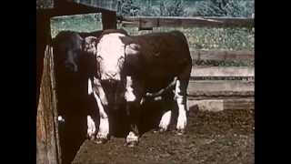 1950s Beef Cattle Production  Herds West 1955  CharlieDeanArchives  Archival Footage [upl. by Atinal]