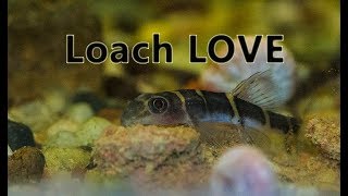 Fire Eye Scooter Loach [upl. by Rosenbaum]