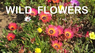 Exploring the Spectacular Wildflowers of the South African West Coast and Namaqualand [upl. by Aiekan]