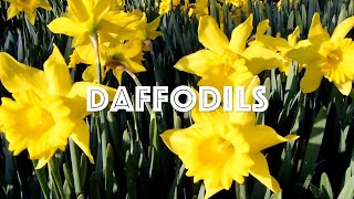 Daffodils  Original Piano Music [upl. by Bordie713]