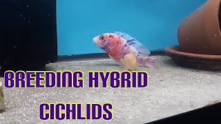 Breeding hybrid Peacock cichlids [upl. by Walke368]