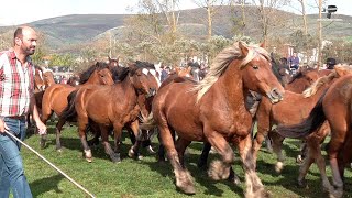 Feria Ganado Requejo Anual 2024 Campoo de Enmedio [upl. by Sallad]