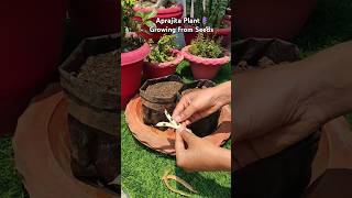 How to grow aprajita plantblue pea from seedsshortsplants gardening houseplants [upl. by Ittocs766]