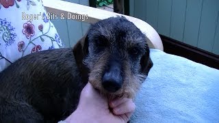 Video Diary November 5th 2015 Dogs Vacuums amp New Carpet [upl. by Airdnaxila]