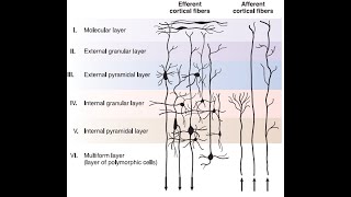 Cytoarchitecture of Cortex amp Brodmann’s Areas [upl. by Demmahom221]